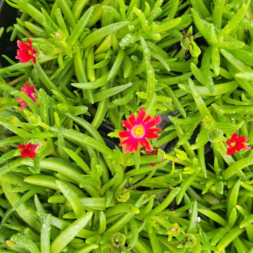 Delosperma Jewel of Desert Garnet ice plant with bright red flowers