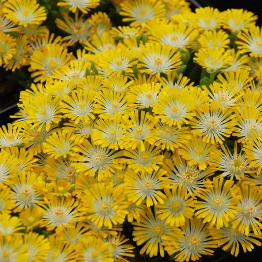 Delosperma Hot Cakes 'Banana Blast'
