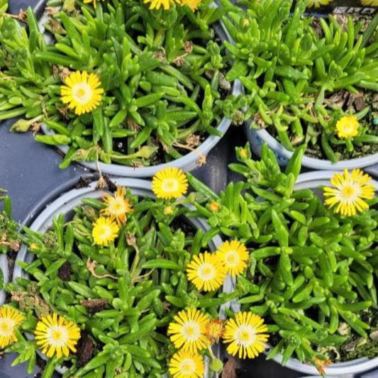 Delosperma 'Jewel of Desert Peridot' – evergreen