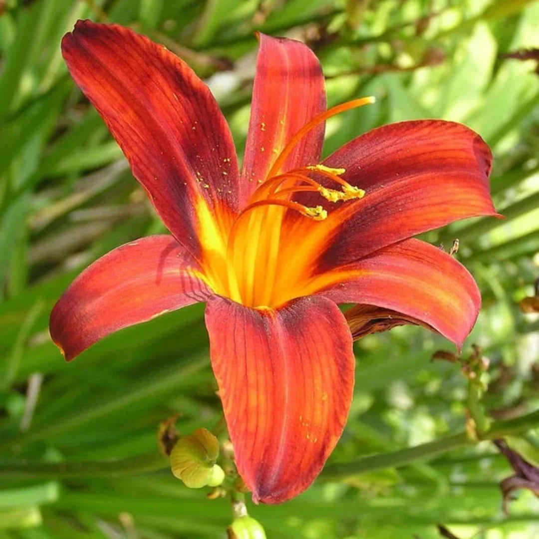 Less Lilly Black Prince Lilly Gorgeous Reddish-Black Blooms with Many Buds buy ...