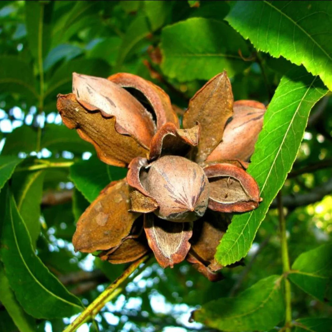 Ellis Pecan Tree – fruit plant