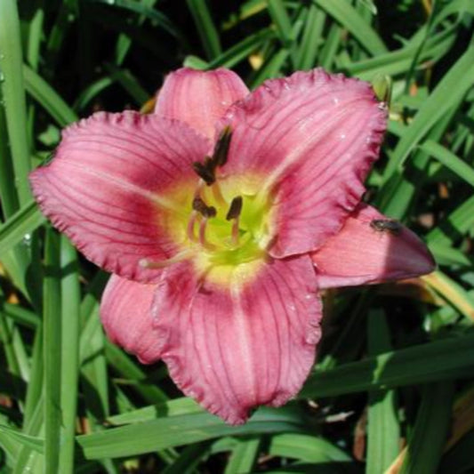 Purple d’Oro Daylily Plant