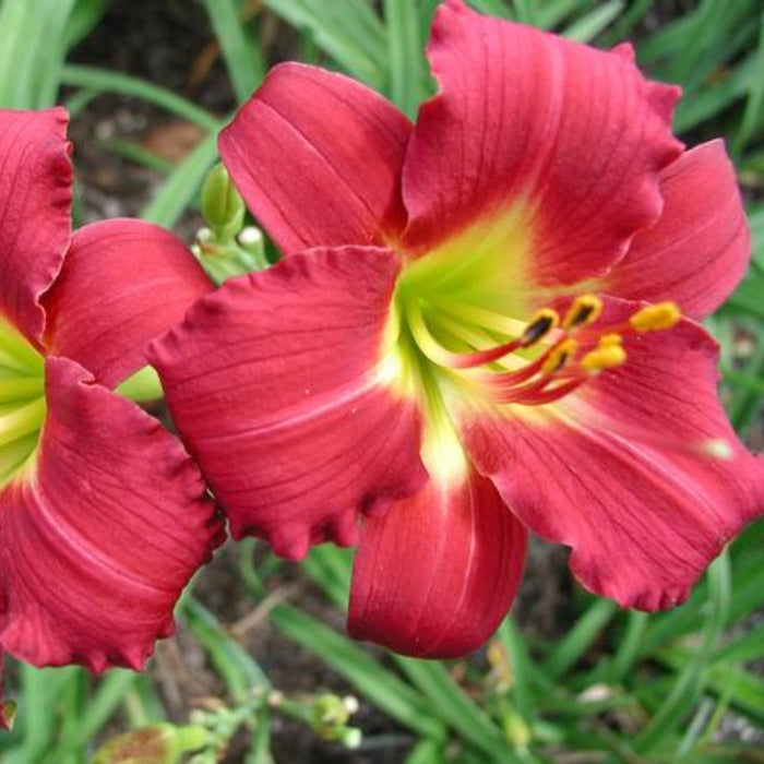 Ruby Stella Daylily Multipack – Compact Cranberry-Red Rebloomer (Hemerocallis 'Ruby Stella')