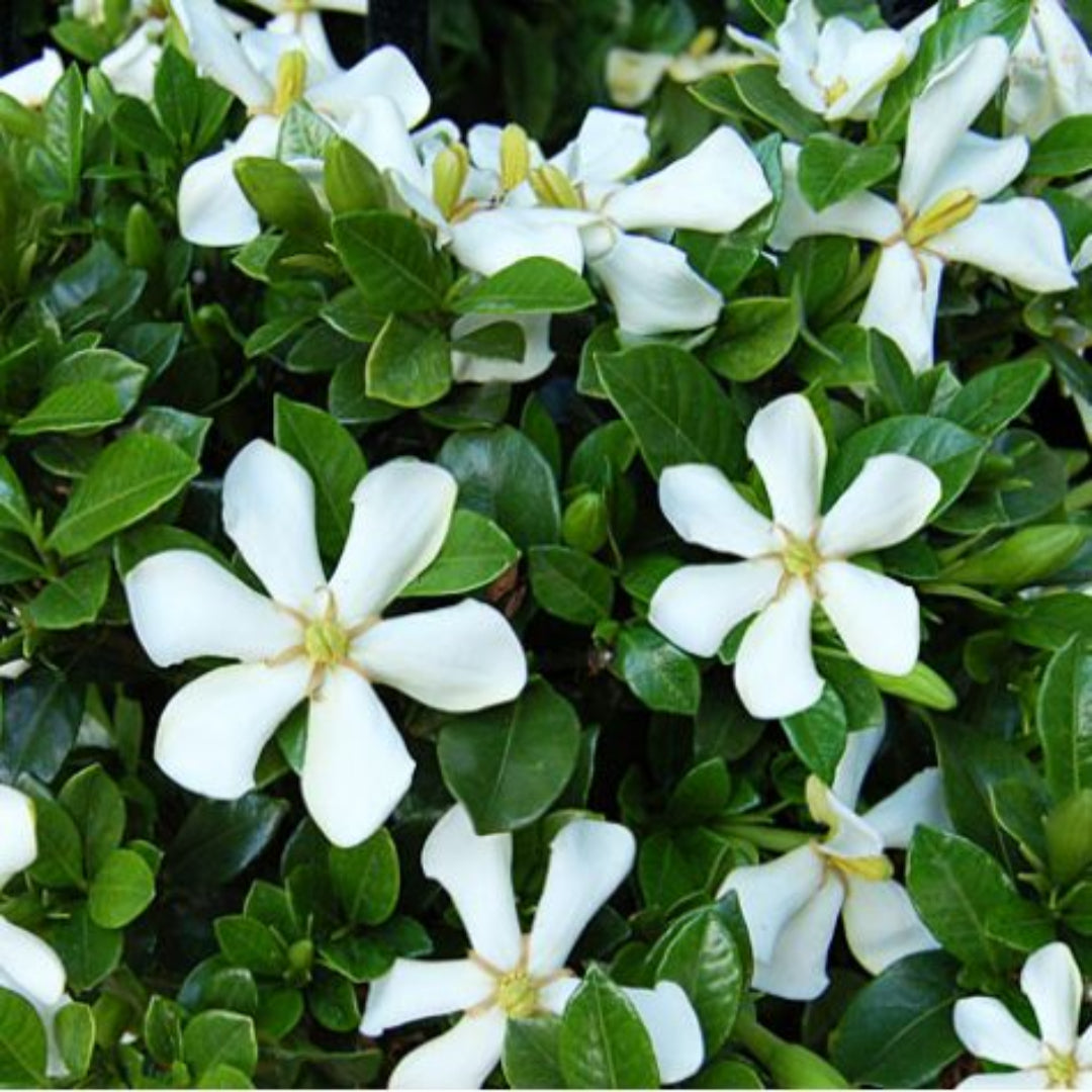 Swan Maiden Gardenia