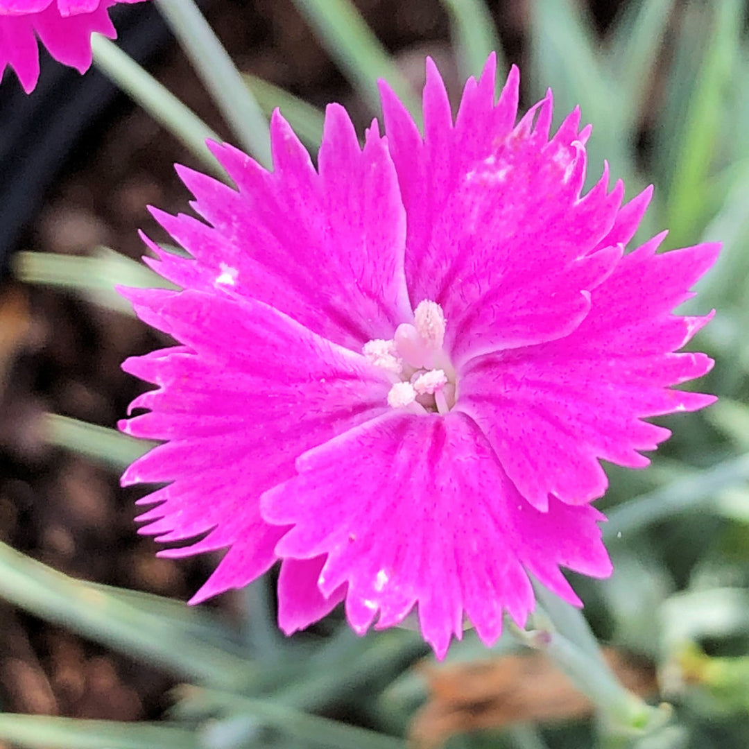 Firewitch Dianthus gratianopolitanus flowers