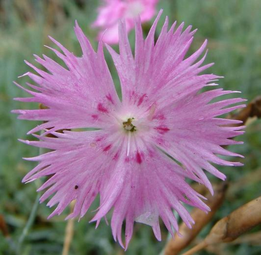 Dianthus gratianopolitanus Bath’s Pink flowers