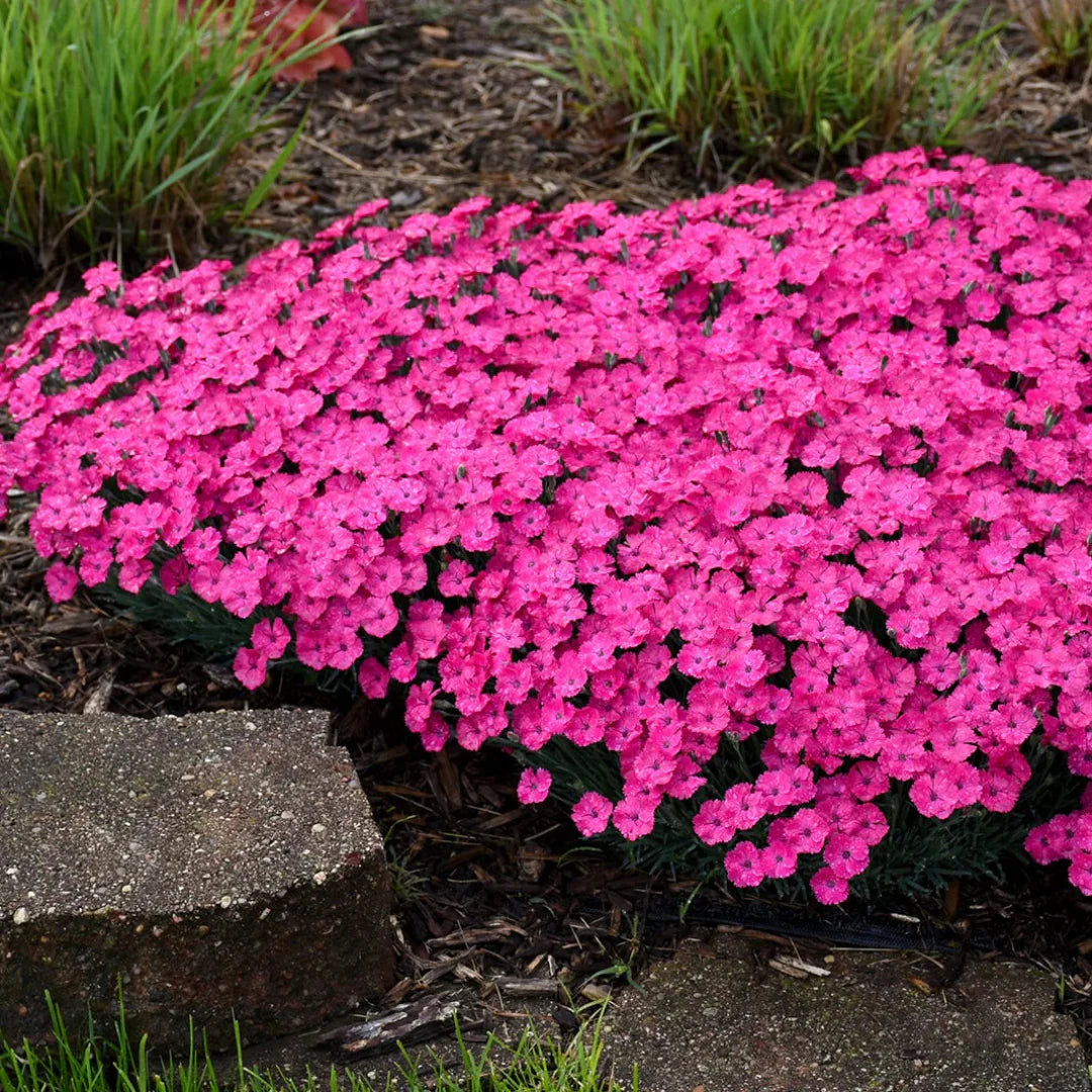 Dianthus 'Paint the Town Magenta' – evergreen