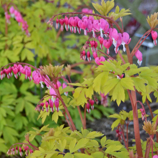 Dicentra spectabilis 'Gold Heart' – evergreen