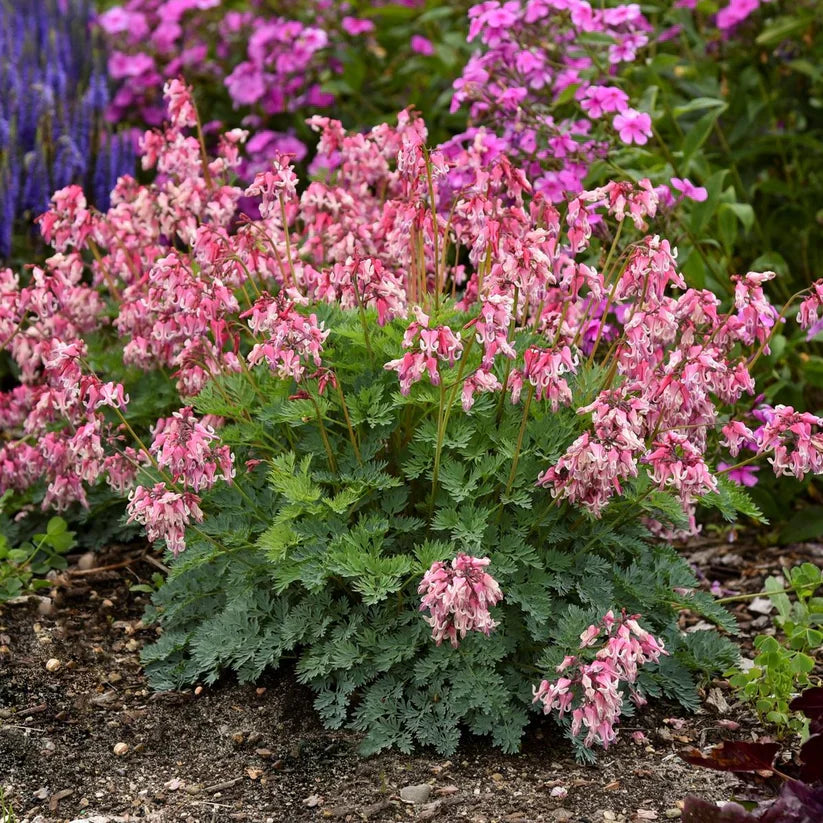 Dicentra 'Pink Diamonds' – evergreen