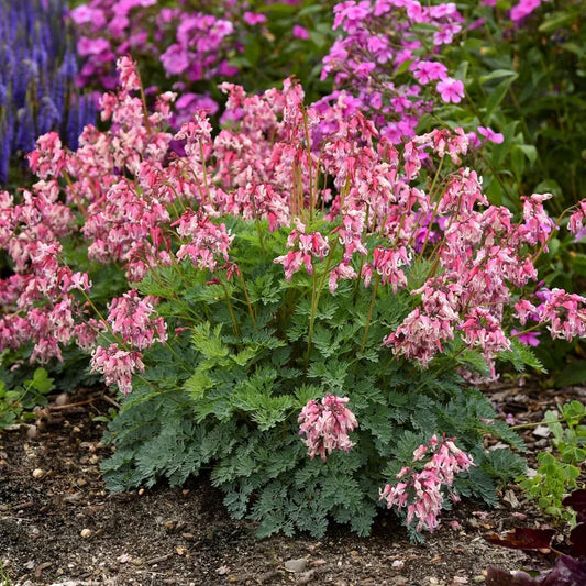 Dicentra 'Pink Diamonds' – evergreen