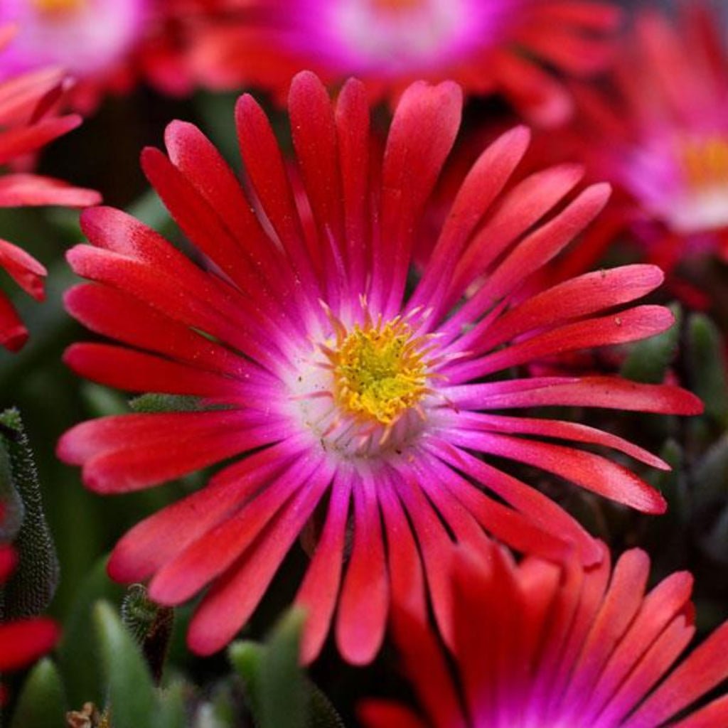 Delosperma Garnet ice plant ground cover garden display