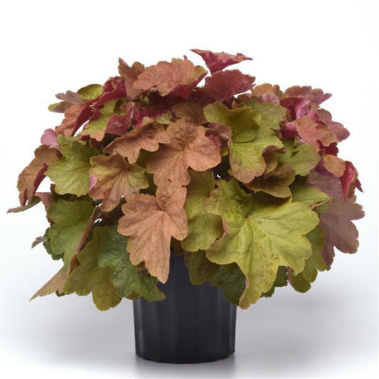 Heuchera x villosa 'Caramel' Coral Bells – evergreen