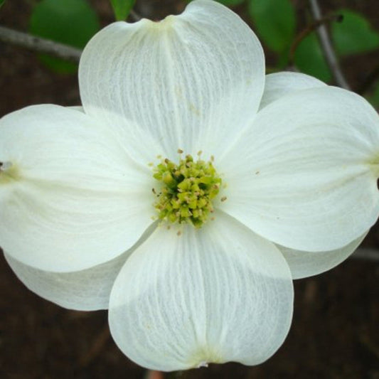 Blooming Appalachian Joy Dogwood with white petals