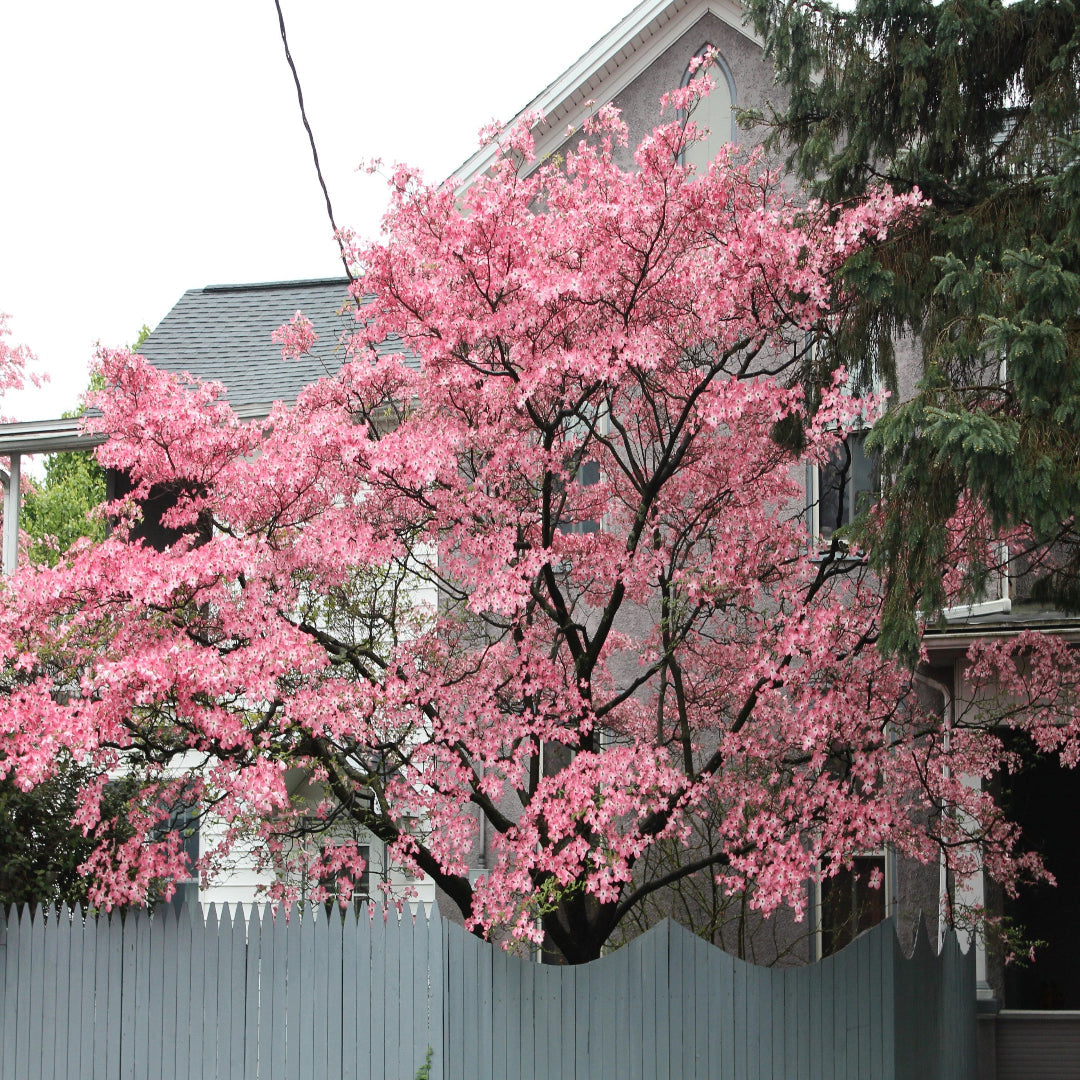 Spring growth of Cherokee Chief Dogwood in bloom