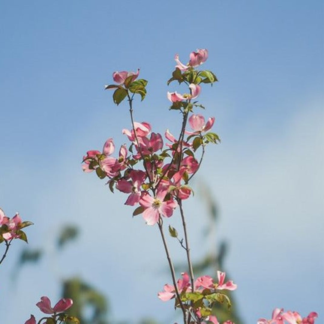 Super Princess Flowering Dogwood tree with white blooms