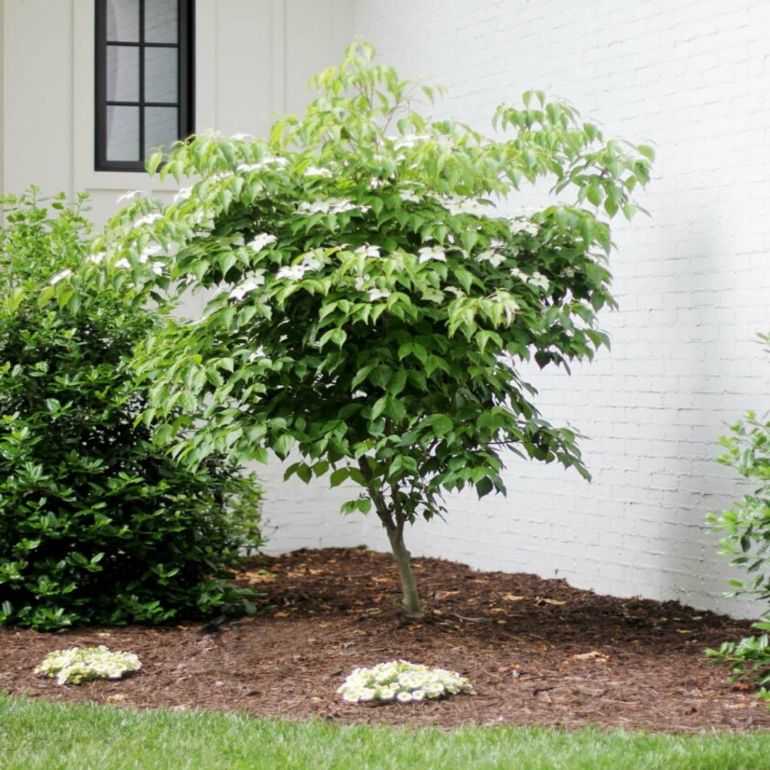 Backyard view of Dogwood Tree Combo