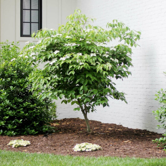 Backyard view of Dogwood Tree Combo