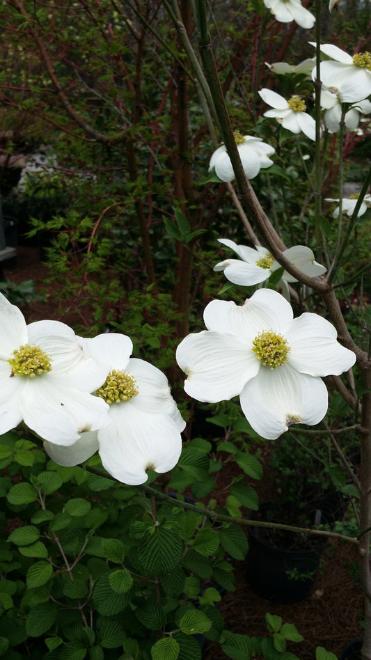 (6 Plants Dogwood Variety Pack) 2 White Dogwood , 2 Pink Dogwood , 3 Red Dogwood Tree Each