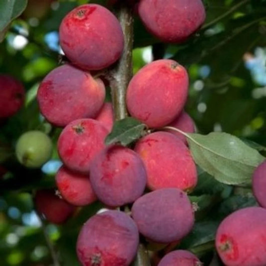 Young Dolgo Crabapple tree planted in garden with full canopy