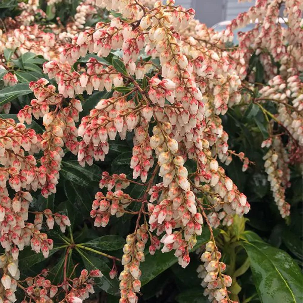 Dorothy Wycoff Pieris plant showing glossy green foliage and blooms