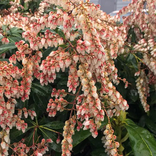 Dorothy Wycoff Pieris plant showing glossy green foliage and blooms