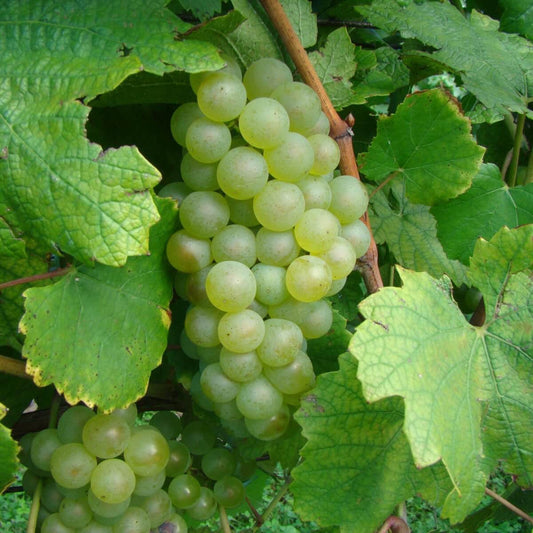 Chardonnay grape vine plant for sale with healthy roots
