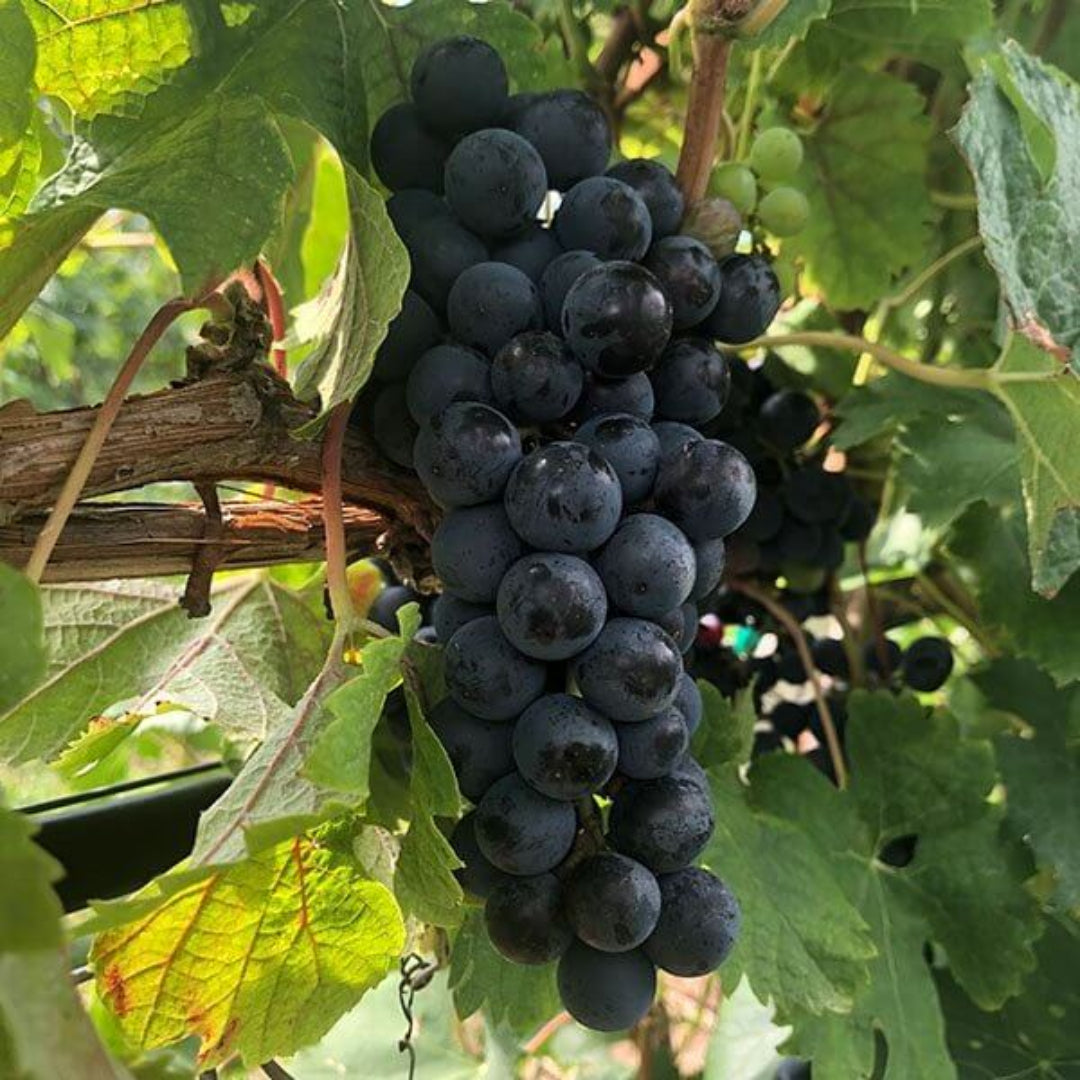 Merlot Grape Plant – fruit plant