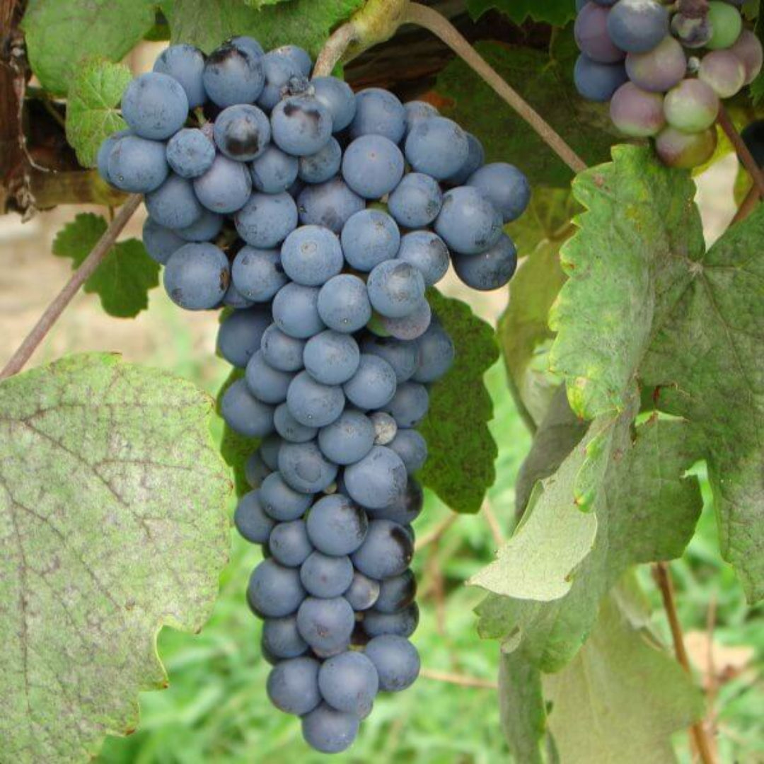 Healthy Thomcord grapevine with developing stems and natural foliage