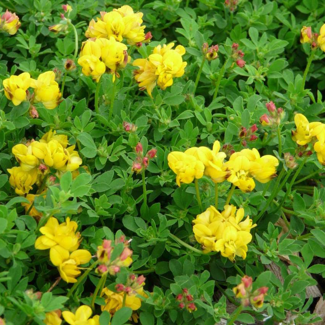 Lotus Corniculata 'Plenus'