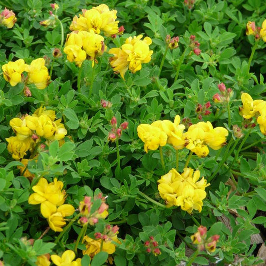 Lotus Corniculata 'Plenus'