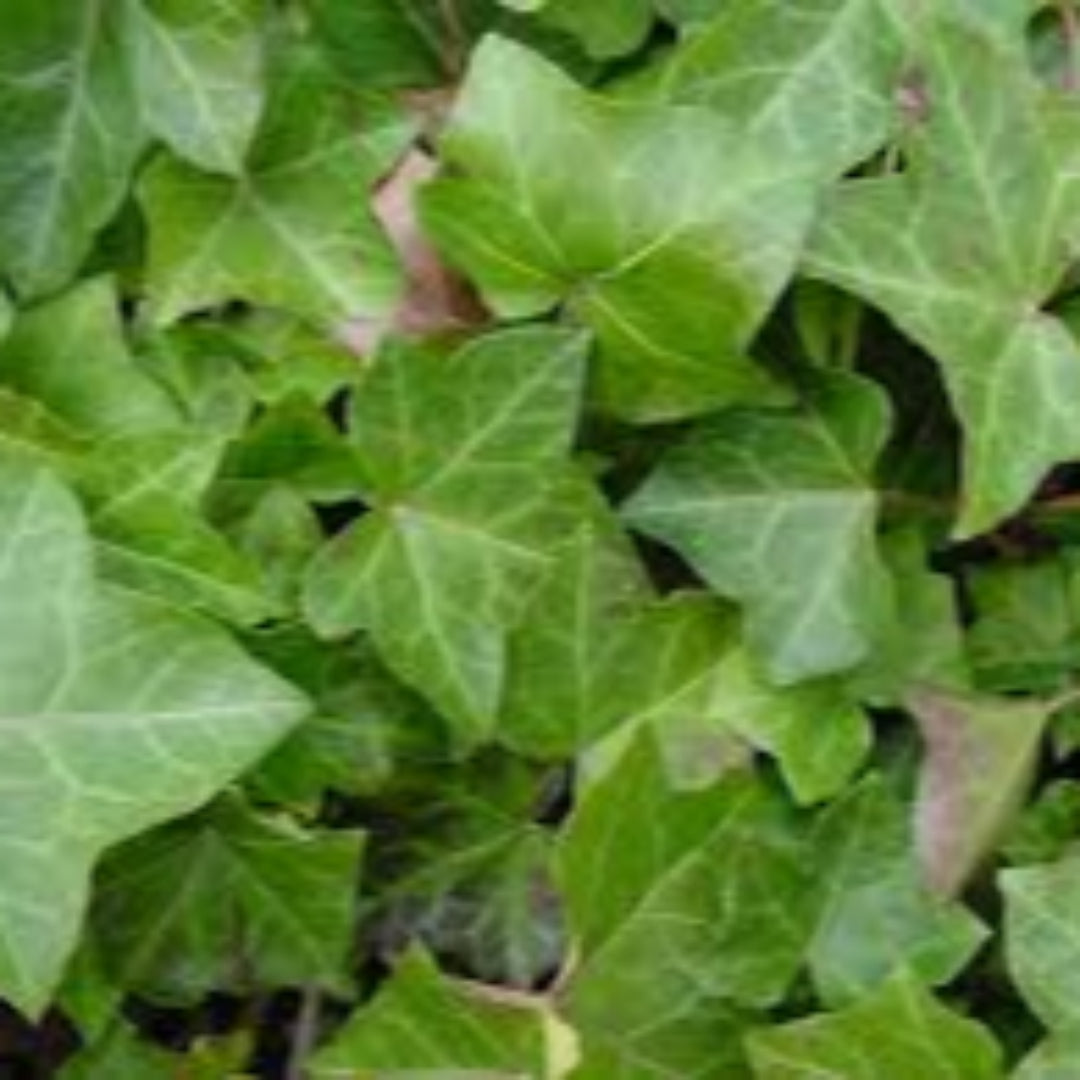 English Ivy Hedera Helix climbing vine