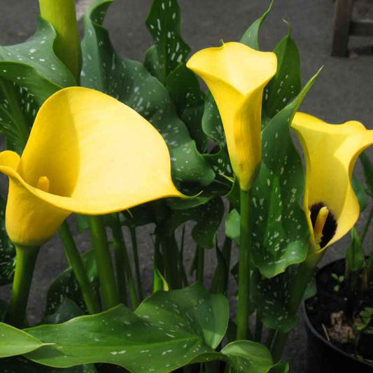 Calla Lily Yellow Plant – flowering perennial