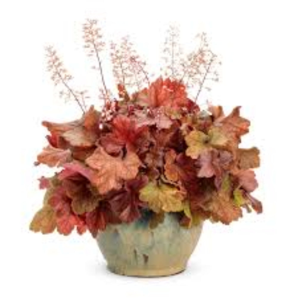 Heuchera Dolce™ 'Toffee Tart' (Coral Bells) - [EG]