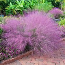 Purple Muhly Grass – Cloud-Like Pink-Purple Plumes | Zones 5–11 live plant for landscaping and home gardens