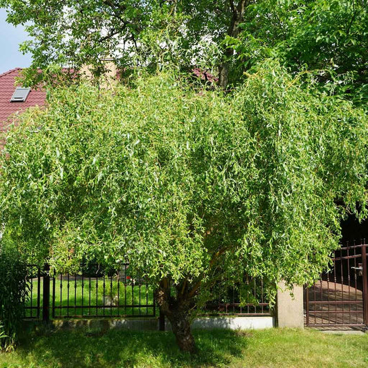 Corkscrew Willow Tree – Curly Willow | Twisted Branches | Fast Growing | Zones 4–8 live plant for landscaping and home gardens
