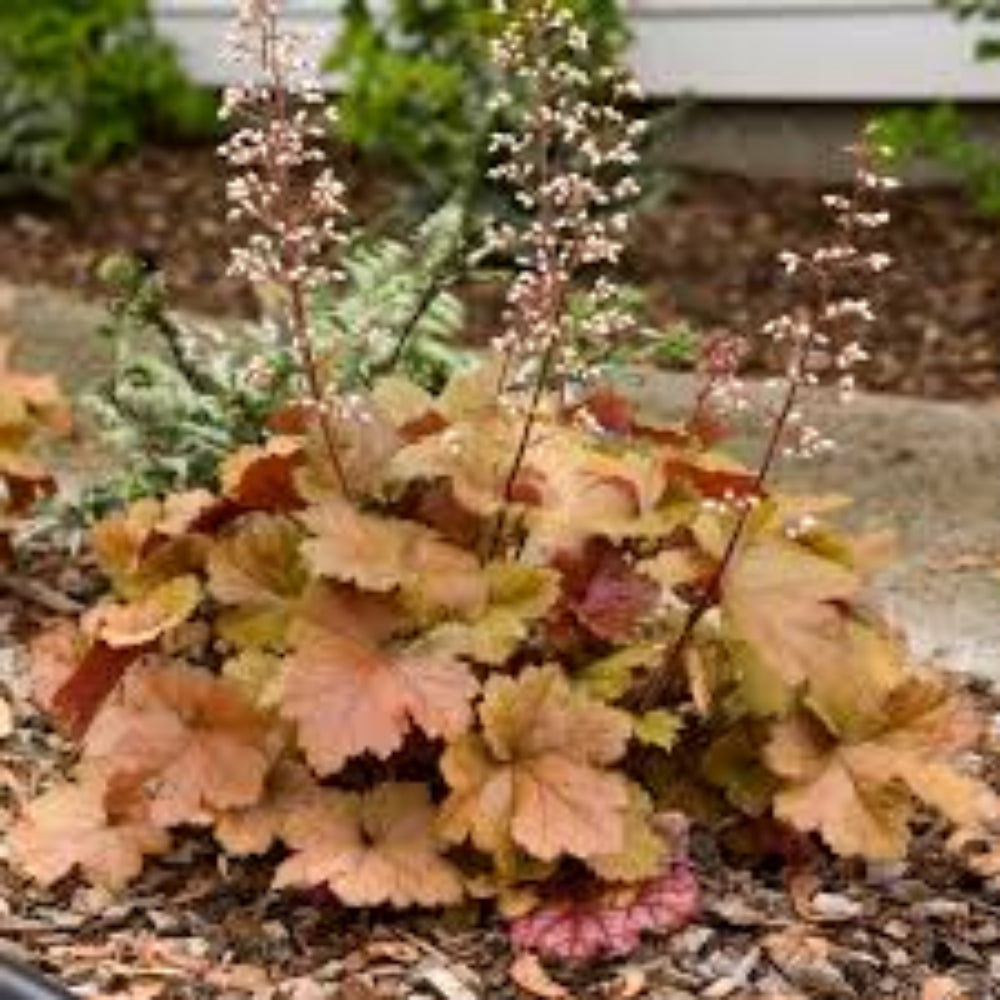 Heuchera Dolce™ 'Toffee Tart' (Coral Bells) - [EG]