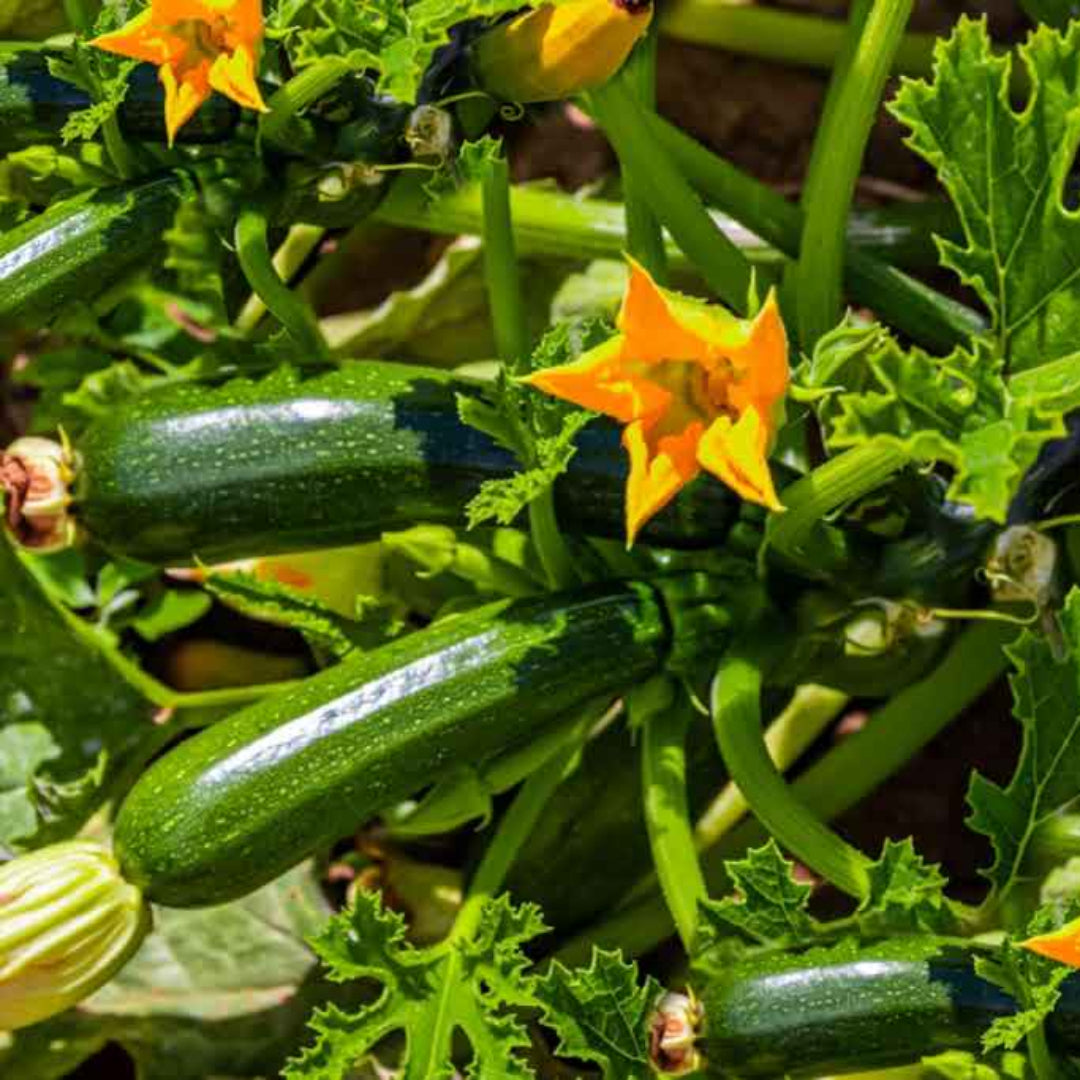 Squash Plant – vegetables