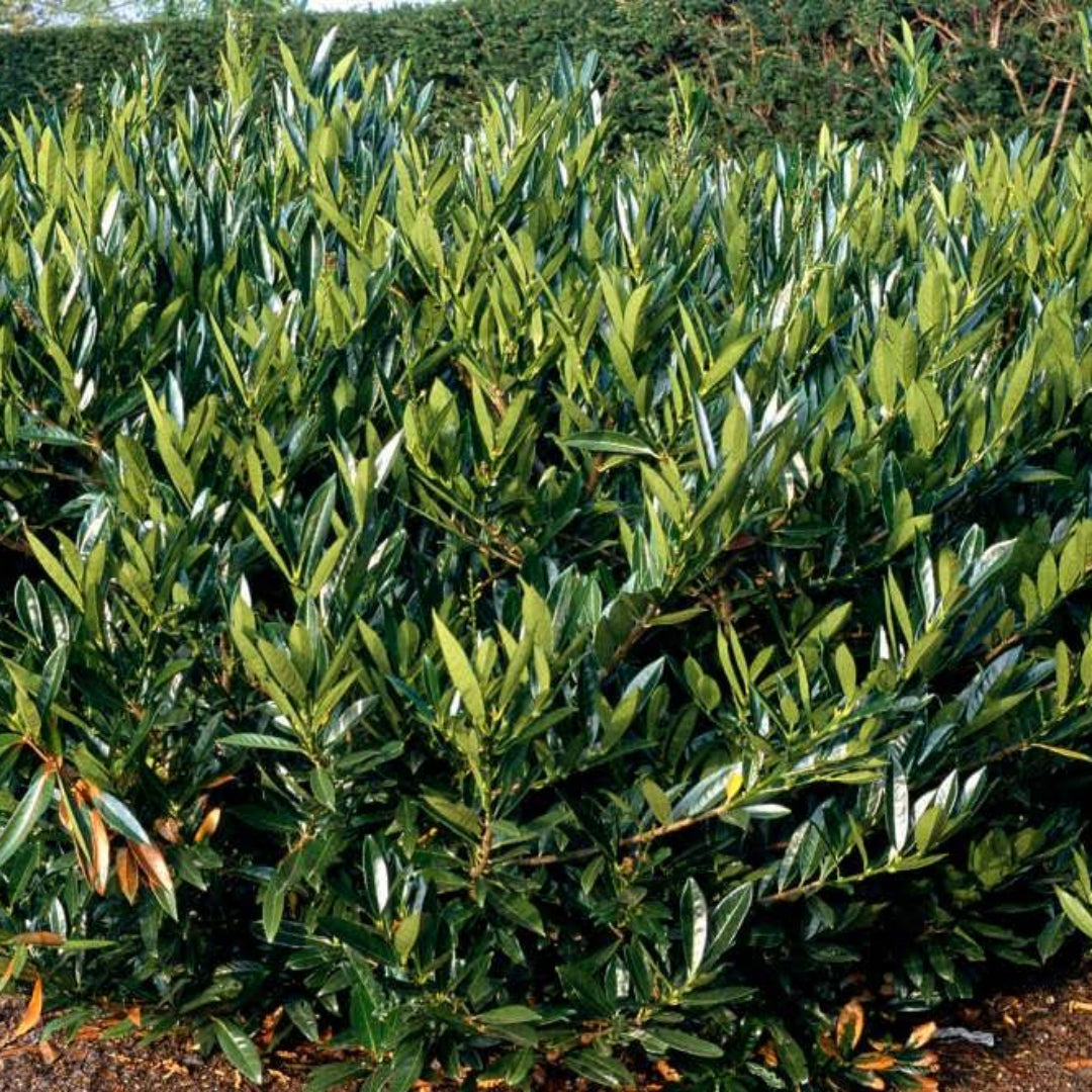 Otto Luyken Cherry Laurel