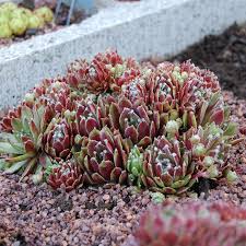 Sempervivum 'Jade Rose' Hens & Chicks – evergreen