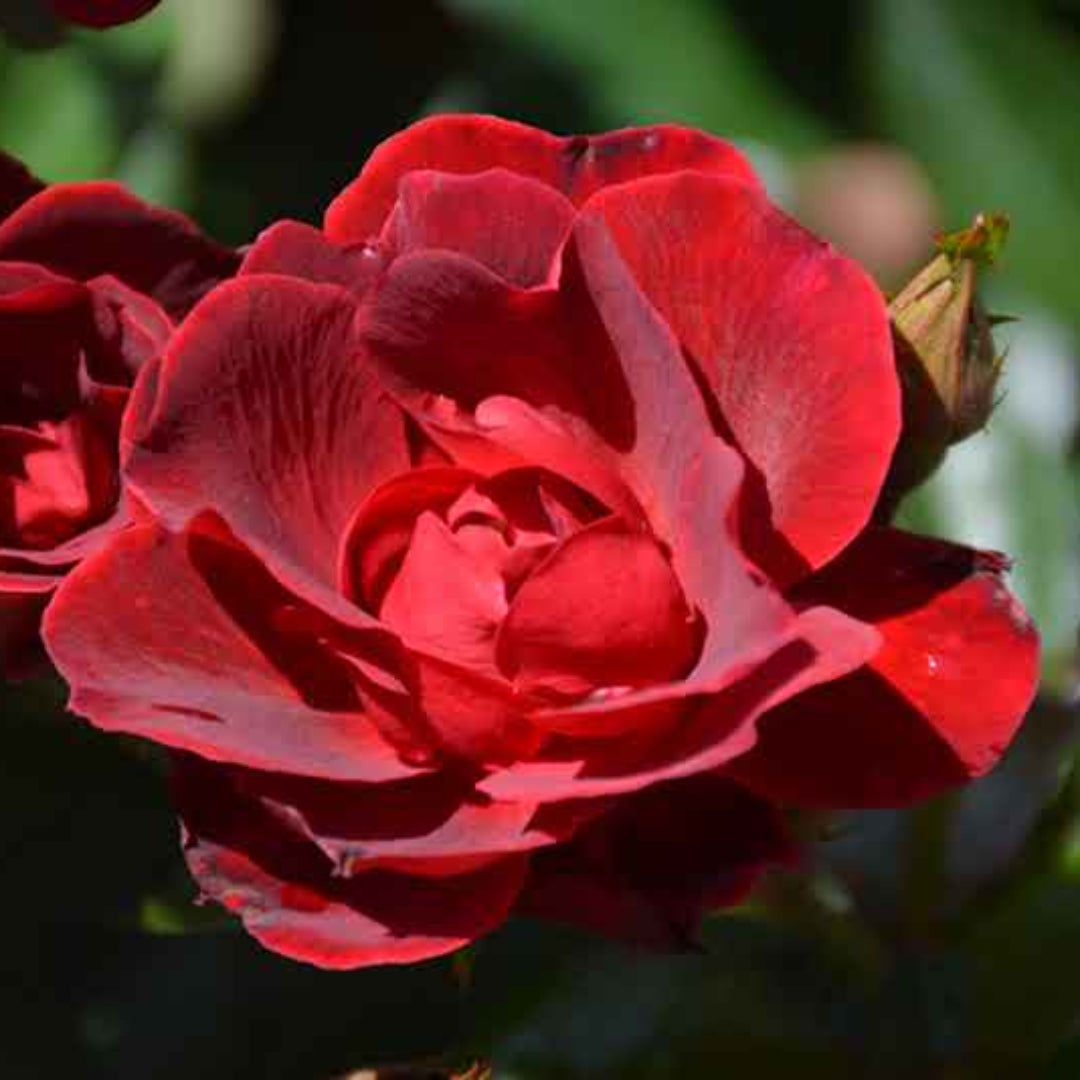 Rosa ‘Meitraligh’ Brick House Floribunda Rose – flowering shrub