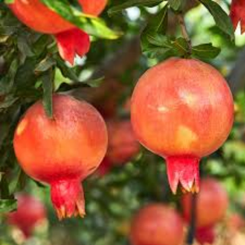 Heavy fruiting Eversweet Pomegranate Tree in garden setting