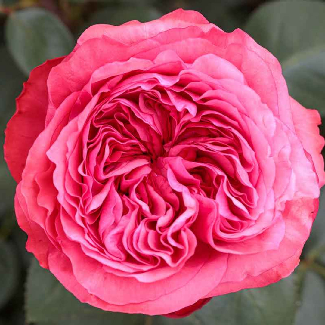Rosa ‘Meicatess’ Love Me, Love Me Not Hybrid Tea Rose – flowering shrub