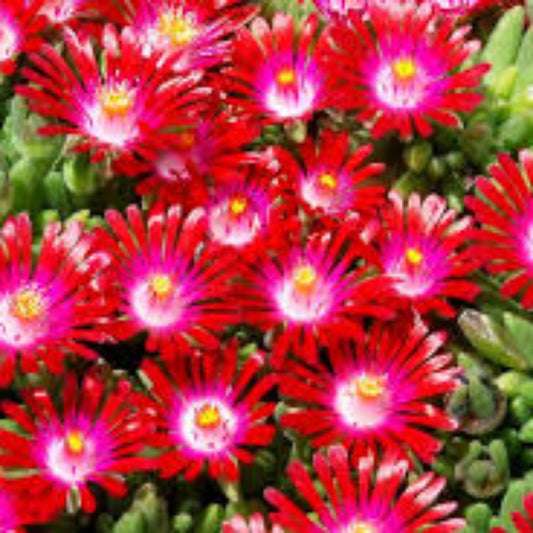 Delosperma Hot Cake Saucy Strawberry 10 count flat of 4.5" pots – evergreen shrub