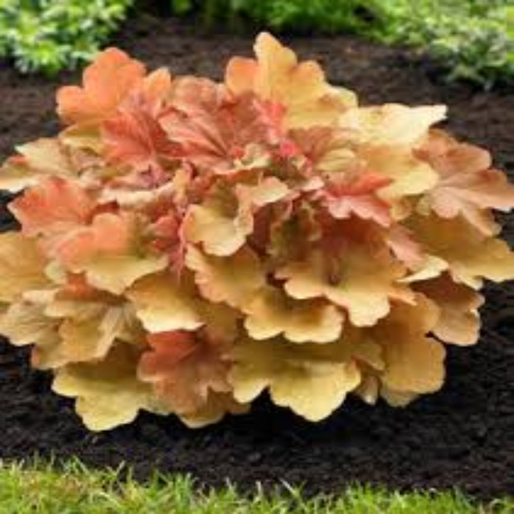 Heuchera Dolce™ 'Toffee Tart' (Coral Bells) - [EG]