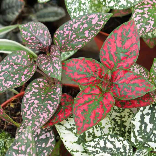 Polka dot plant with variegated pink-speckled green leaves