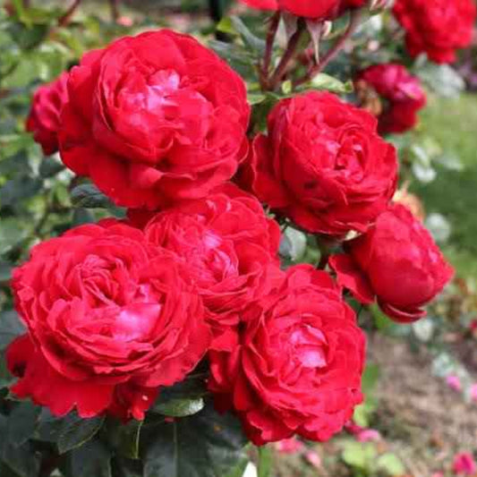 Rosa ‘KORroleotu’ Tiamo Grandiflora Rose – flowering shrub