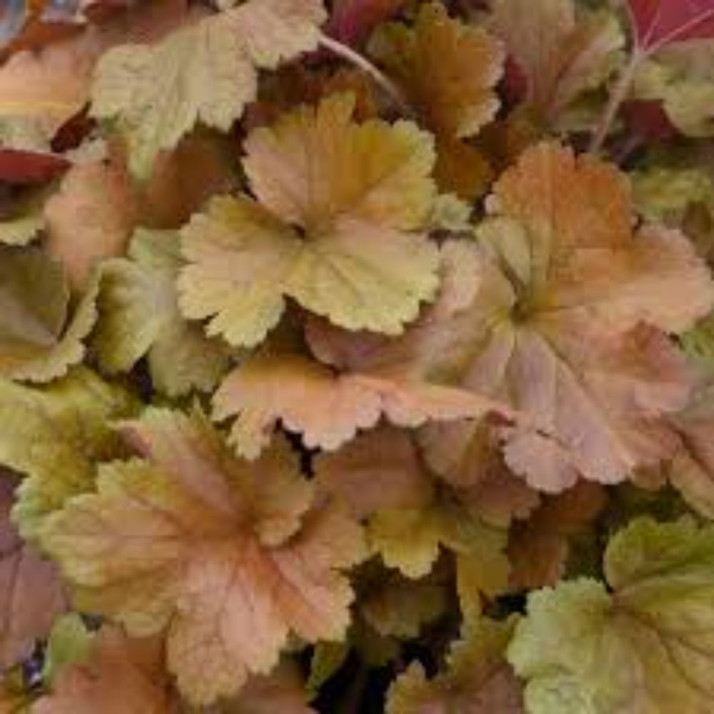 Heuchera Dolce™ 'Toffee Tart' (Coral Bells) - [EG]