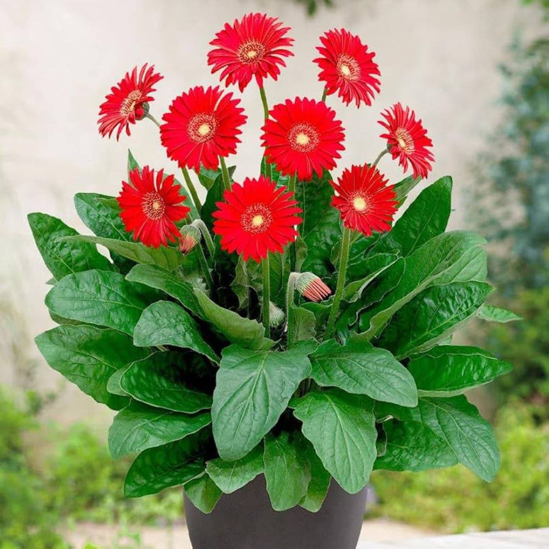 Gerbera 'Garvinea Sweet Glow' Gerber Daisy – evergreen