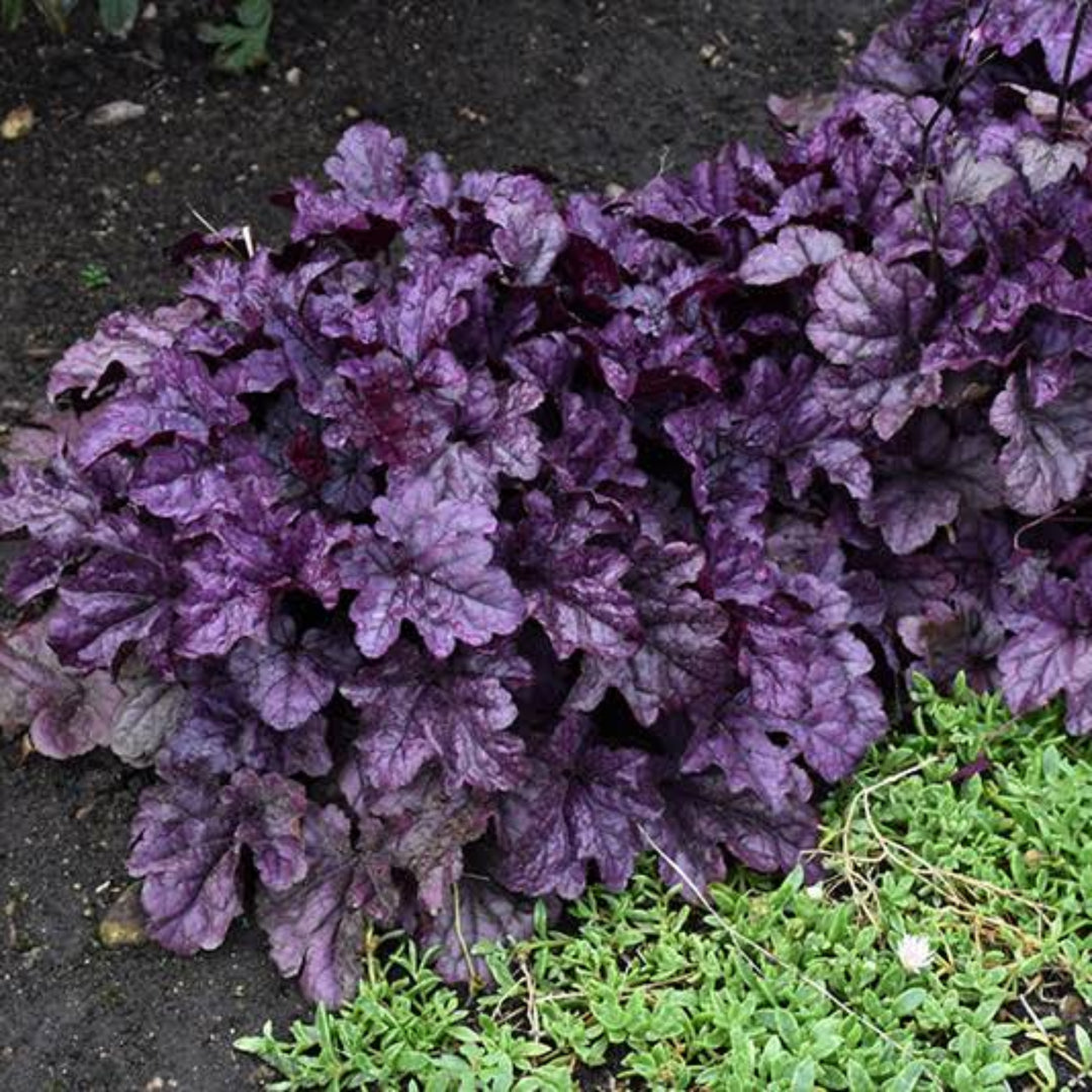 Heuchera Dolce® 'Wildberry' Coral Bells