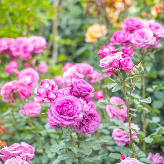 Rosa ‘KORvodacom’ Sunbelt Plum Perfect Floribunda Rose – flowering shrub